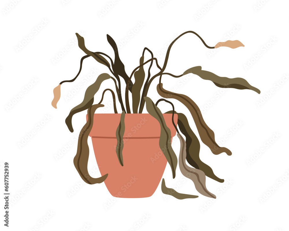 Withered wilted plant in pot. Foliage houseplant with dead dry leaves