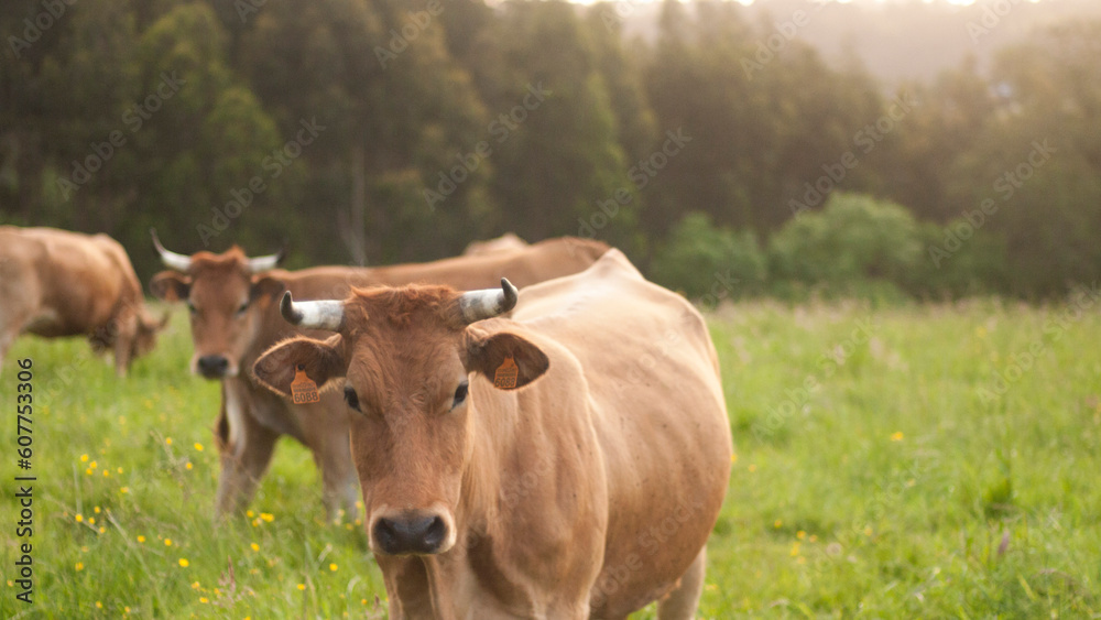 Grupo de vacas marrones en pradera de hierba