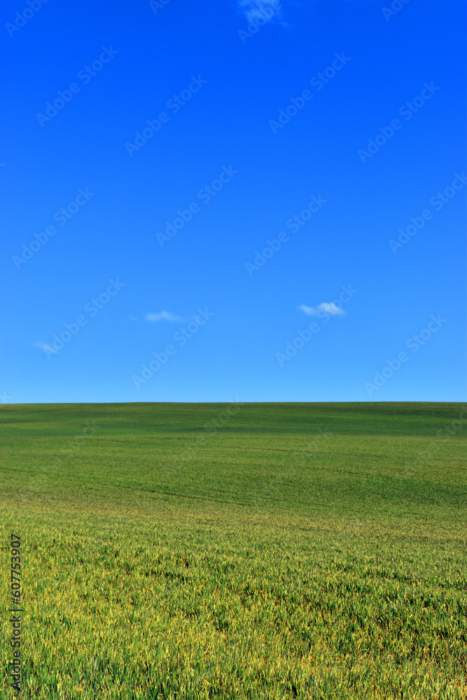 Green wheat field and blue sky with writing space Green wheat field and blue sky with writing space