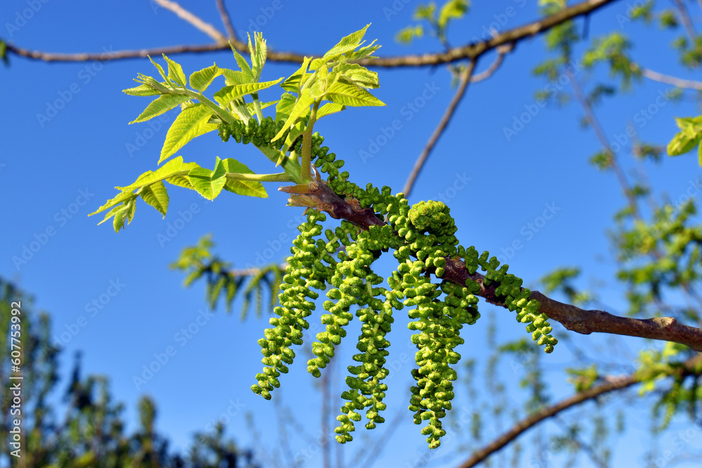 Flowers and leaves of eastern American black walnut (Juglans nigra) Flowers and leaves of eastern American black walnut (Juglans nigra)