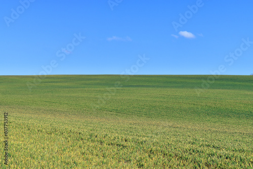 Green wheat field and blue sky with writing space