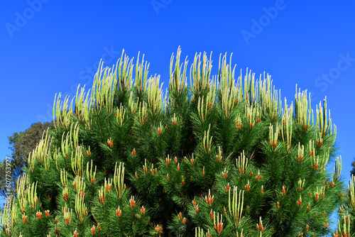 Young branches and leaves of stone pine (Pinus pinea) photo