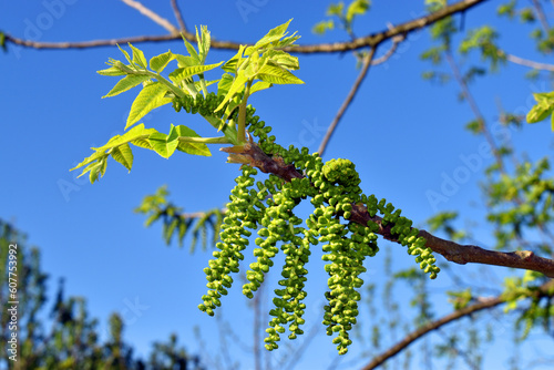 Flowers and leaves of eastern American black walnut (Juglans nigra)