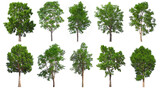 Includes a collection of trees isolated on a white background. Beautiful plants suitable for use in architectural design.