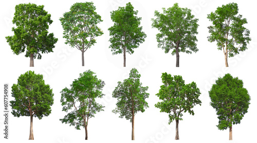 Includes a collection of trees isolated on a white background. Beautiful plants suitable for use in architectural design.