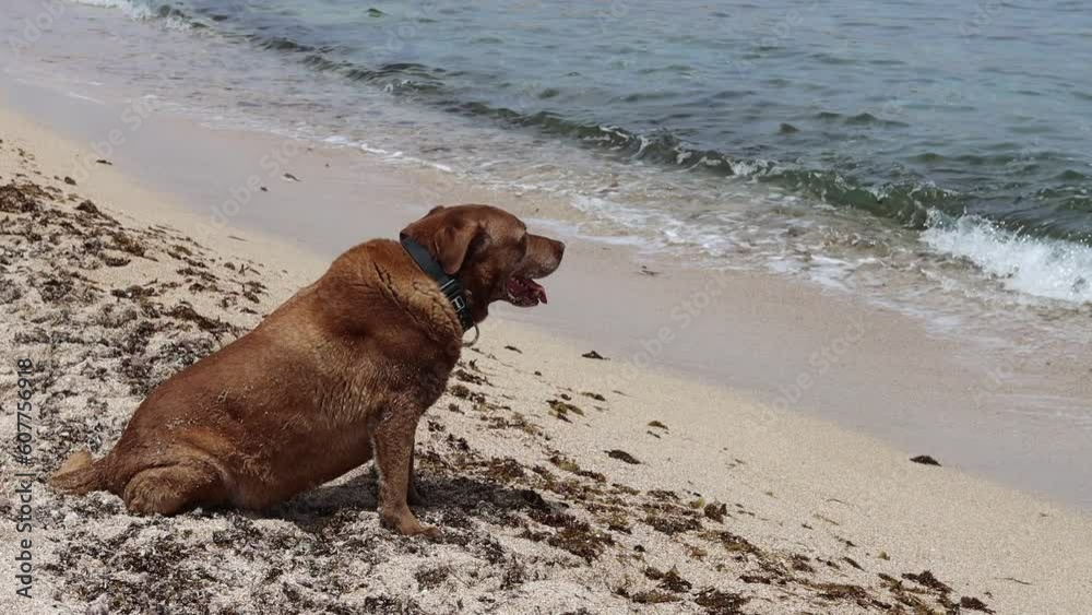 Labrador Retriever sitting on the sand by the sea. Adult dog on a walk. Horizontal photo with space for text. Labrador Retriever sitting on the sand by the sea. Adult dog on a walk. Horizontal photo with space for text.