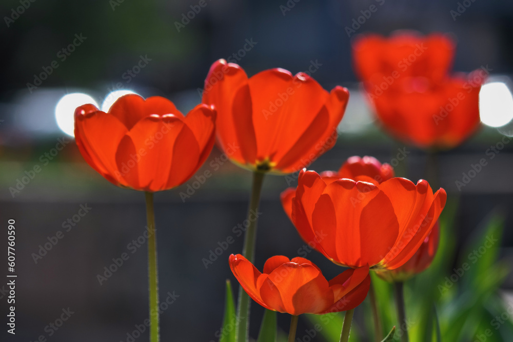 red tulips on a sunny day. beautiful outdoor composition in broad light at high noon. blurred background of a park