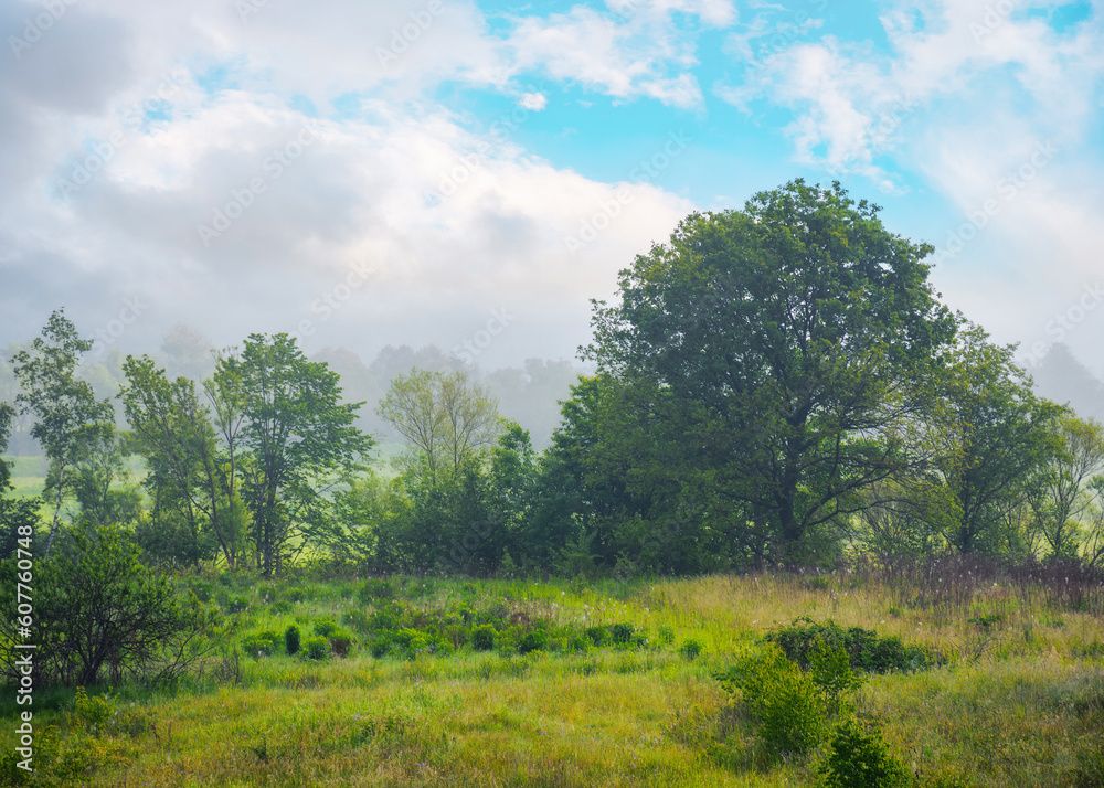 foggy countryside scenery at sunrise. trees and grassy meadow im nornig mist. mysterious cloudy weather foggy countryside scenery at sunrise. trees and grassy meadow im nornig mist. mysterious cloudy weather