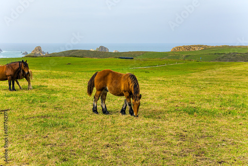 Bay beautiful horse