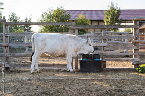 Hungarian grey cattle calf, Hungary photo