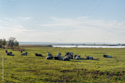 Hungarian grey cattle in summer, Hungary