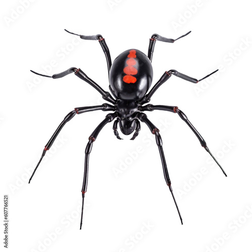 Black widow spider, png, redback, Latrodectus mactans or hasselti isolated, transparent background, generative ai