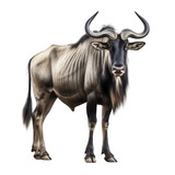 Wildebeest isolated on white created with Generative AI