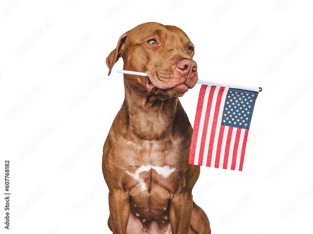 American Flag and cute brown puppy. Closeup, indoors. Studio shot. Congratulations for family, loved ones, friends and colleagues. Pet care concept American Flag and cute brown puppy. Closeup, indoors. Studio shot. Congratulations for family, loved ones, friends and colleagues. Pet care concept