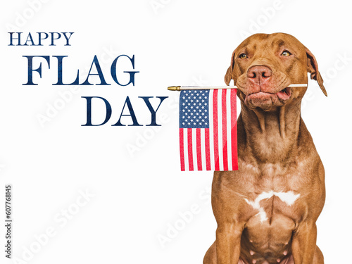 Happy Flag Day. American Flag and cute brown puppy. Closeup, indoors. Studio shot. Congratulations for family, loved ones, friends and colleagues. Pet care concept