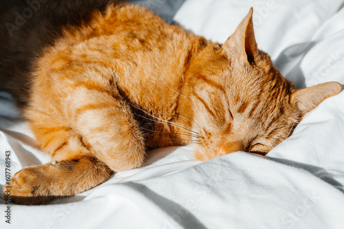 Fototapeta Naklejka Na Ścianę i Meble -  Cute ginger cat sleeps on white bed under the duvet