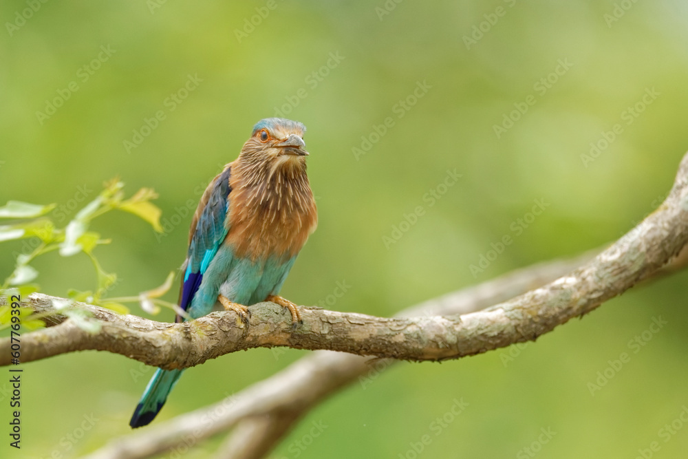 Fototapeta premium Indian Roller, 30 Jun 2016; Bar Nawapara WLS, CG, IND; .NIKON D5; Nikon 600 f/4E FL ED; 600mm; f/4.5; 1/8000; iso:4000; ..