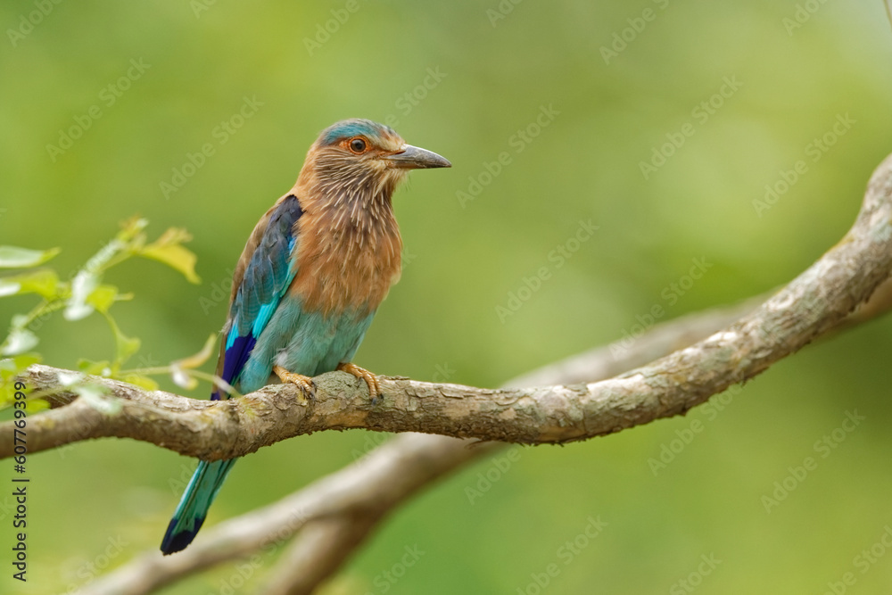 Indian Roller, 30 Jun 2016; Bar Nawapara WLS, CG, IND; .NIKON D5; Nikon 600 f/4E FL ED; 600mm; f/4.5; 1/8000; iso:3600; .. Indian Roller, 30 Jun 2016; Bar Nawapara WLS, CG, IND; .NIKON D5; Nikon 600 f/4E FL ED; 600mm; f/4.5; 1/8000; iso:3600; ..