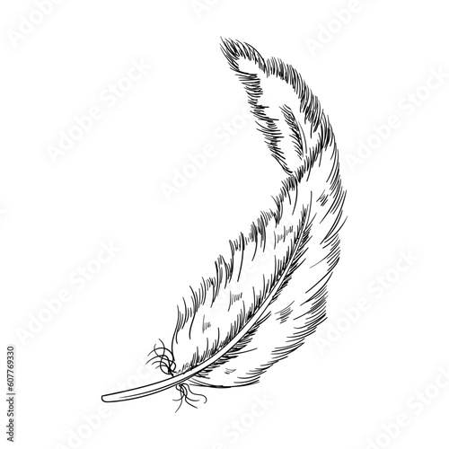 Bird feather vector illustration. Hand drawn feather illustration. Bird plumage. Writing pen. Vector Boho element. Old bird feathering silhouette. Black and white plumage element