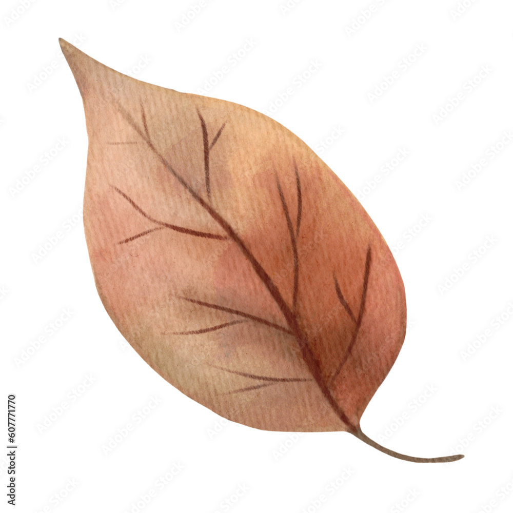 autumn leave isolated on white background autumn leave isolated on white background