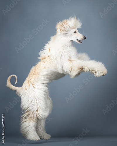 Sand-colored Afghan hound jumping in a photography studio photo