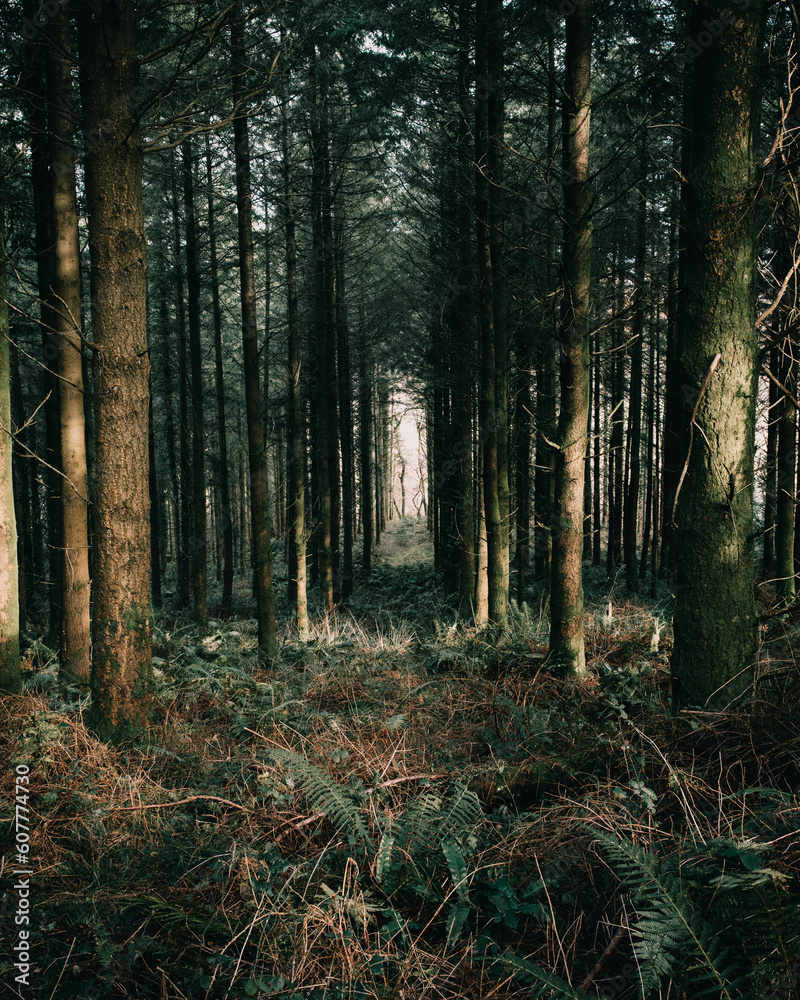 Obraz premium Haldon Forest