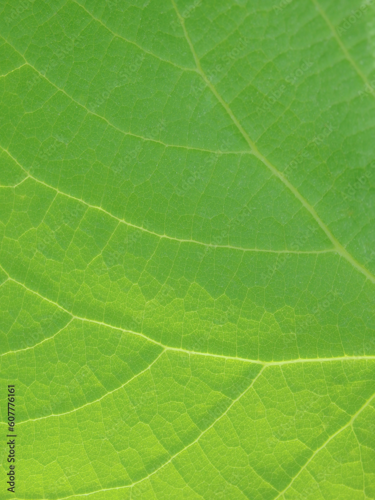 Beautiful green leaf background. Macro view. green leaf texture Beautiful green leaf background. Macro view. green leaf texture