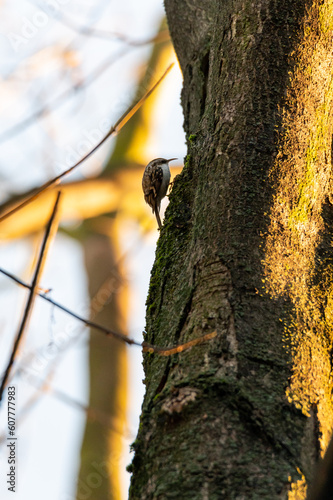 bird animal woodpecker tit climbing sitting on a tree in the Czech Republic