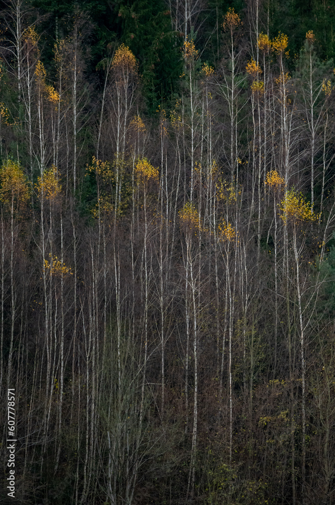 Birch trunks with yellow autumn leaves in a forest in the Czech Republic Birch trunks with yellow autumn leaves in a forest in the Czech Republic
