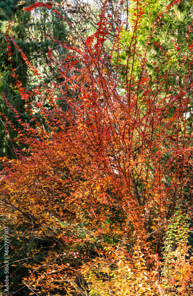 Red, orange and purple leaves of barberry Berberis thunbergii Atropurpurea on blurred background of evergreens. Selective focus. Colorful autumn background. Landscape garden. Nature concept for design Red, orange and purple leaves of barberry Berberis thunbergii Atropurpurea on blurred background of evergreens. Selective focus. Colorful autumn background. Landscape garden. Nature concept for design
