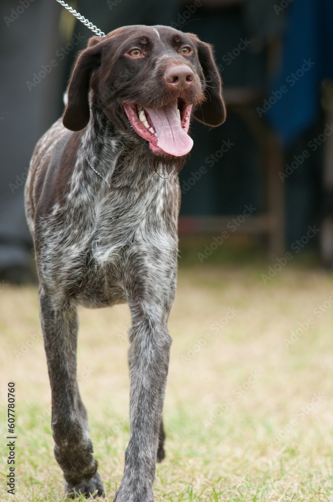 German Wirehair Pointer with mouth wide open and tongue hanging out.