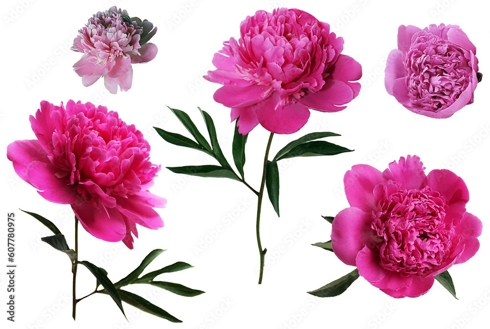 Enchanting Pink Peony Buds: Exquisite Blooms Blossoming on a White Canvas. A Delicate Set of Lush Peonies, Perfect for Captivating Floral Designs and Elegant Artistic Creations