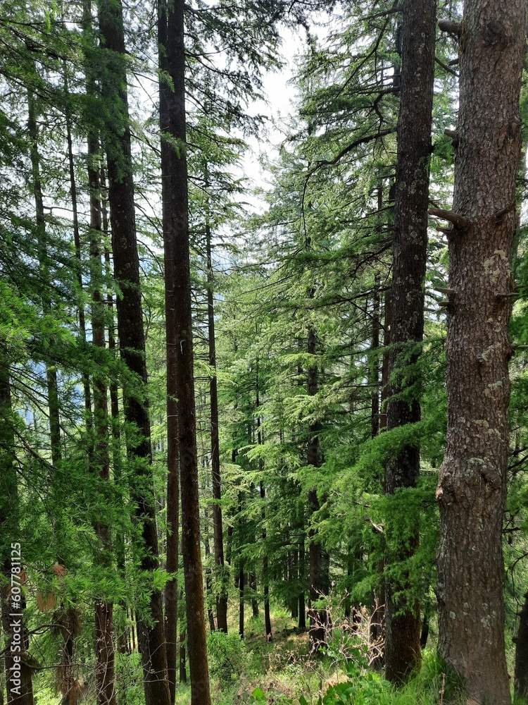 Fototapeta premium trees in the forest