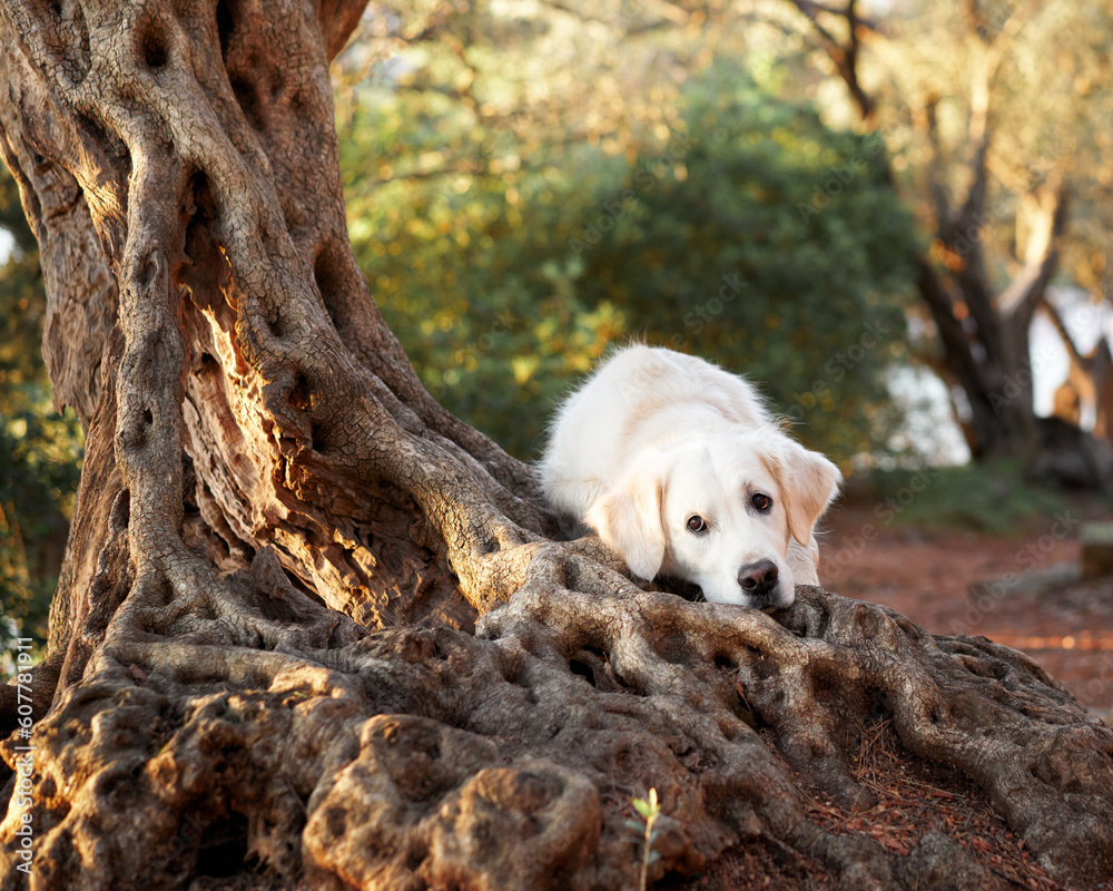 the dog put head on the root of an olive tree. Cute golden retriever in ...