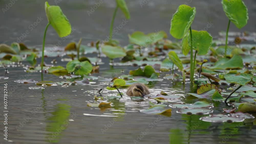アヒルの親子が人工池で狩りの練習をしている風景 Duck parent and duckling practicing hunting in an artificial pond. アヒルの親子が人工池で狩りの練習をしている風景 Duck parent and duckling practicing hunting in an artificial pond.