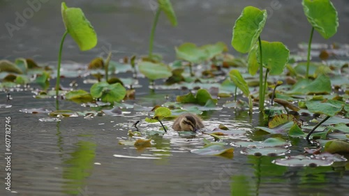 アヒルの親子が人工池で狩りの練習をしている風景 Duck parent and duckling practicing hunting in an artificial pond.