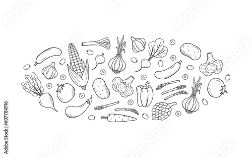 Collection of drawing vegetables in doodle style. A set of vector illustrations of the harvest corn potatoes carrots radishes beets garlic onions tomatoes, etc.