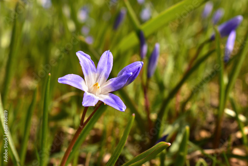 Flower of Chionodoxa Luciliae  Scilla luciliae  on natural green background