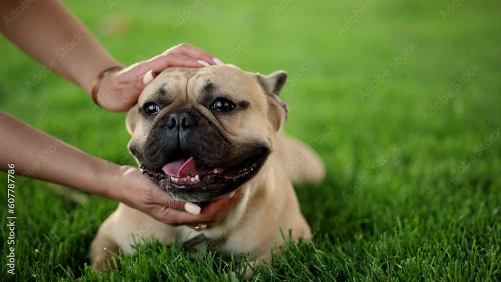 Portrait of adorable, happy dog of the French Bulldog breed in the park on the green grass at sunset. Portrait of adorable, happy dog of the French Bulldog breed in the park on the green grass at sunset.