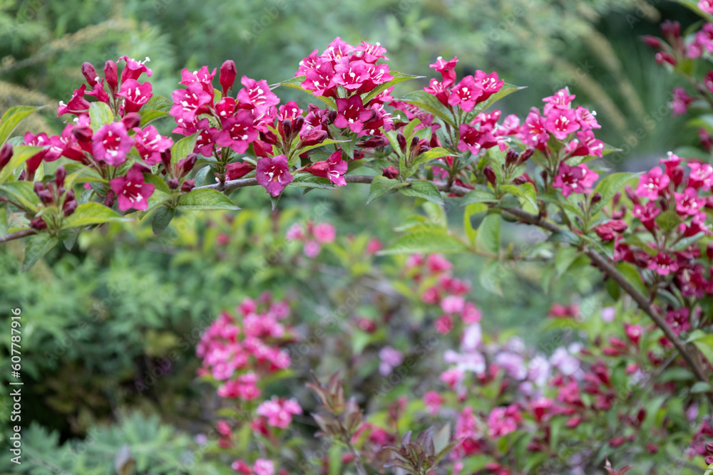 Weigela Bristol Ruby red flowers in the garden in Hungary. Beautiful flowers of Weigela against background. Weigela Bristol Ruby red flowers in the garden in Hungary. Beautiful flowers of Weigela against background.