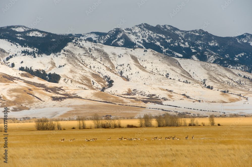 Pronghorn in their environment in winter
