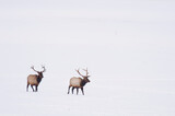 Elk (Cervus canadensis) in winter