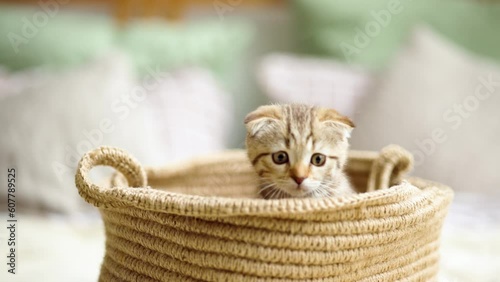 Beloved kitten playing in the natural atmosphere of a beautiful home.