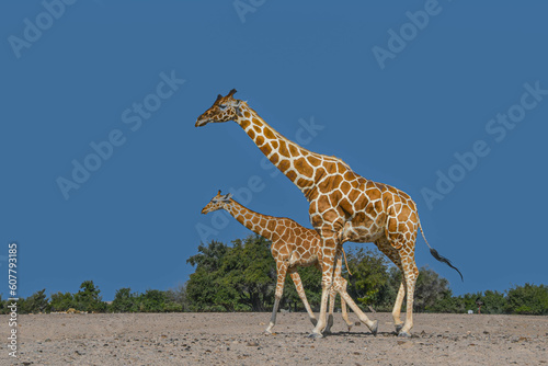 Eine Giraffenkuh und ein Gifaffenkalb laufen durch den Sand