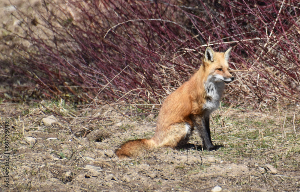 Fototapeta premium A female fox in a field, Sainte-Apolline Québec, Canada