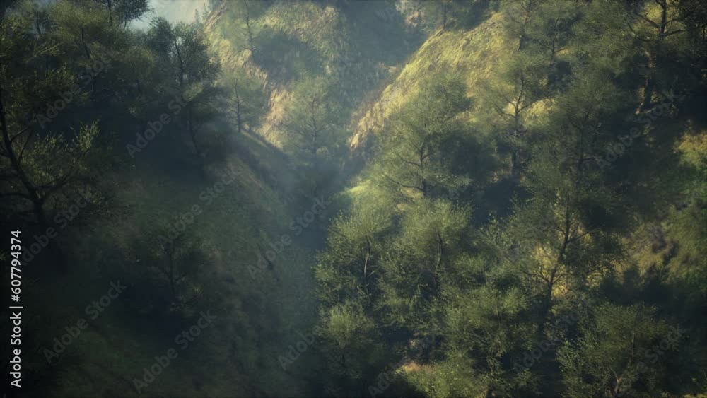 dramatic scenic fog in pine forest on mountain slopes dramatic scenic fog in pine forest on mountain slopes