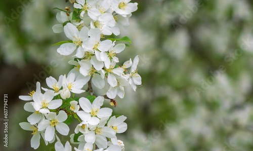 Apple tree branch with white flowers in an garden .