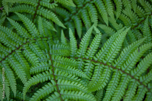 green fern leaves