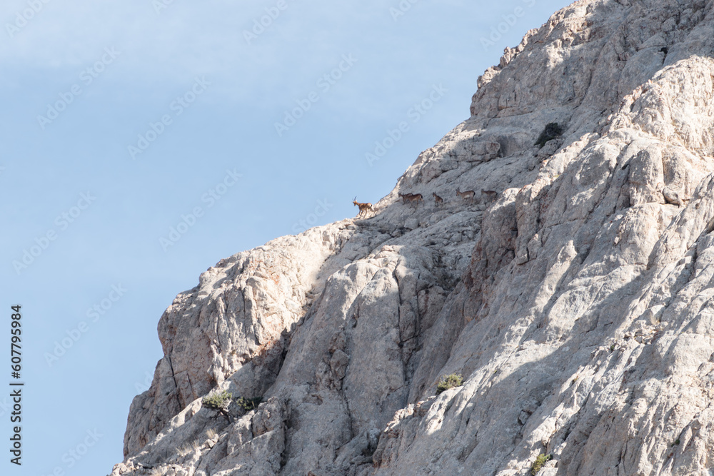 Antilopes climbing steep peaks in the Iranian mountains, not afraid of falling down, extremely agile, Antilopes of Asia Antilopes climbing steep peaks in the Iranian mountains, not afraid of falling down, extremely agile, Antilopes of Asia