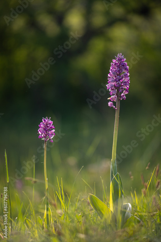 Fototapeta Naklejka Na Ścianę i Meble -  the military orchid (Orchis militaris) close-up photo of a blooming orchid in a close-up of a purple-colored flower on a green meadow white carpatian czech republic